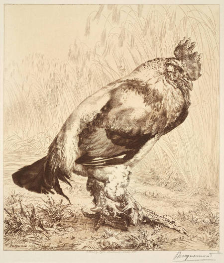 Le Vieux Coq (The Old Cock)