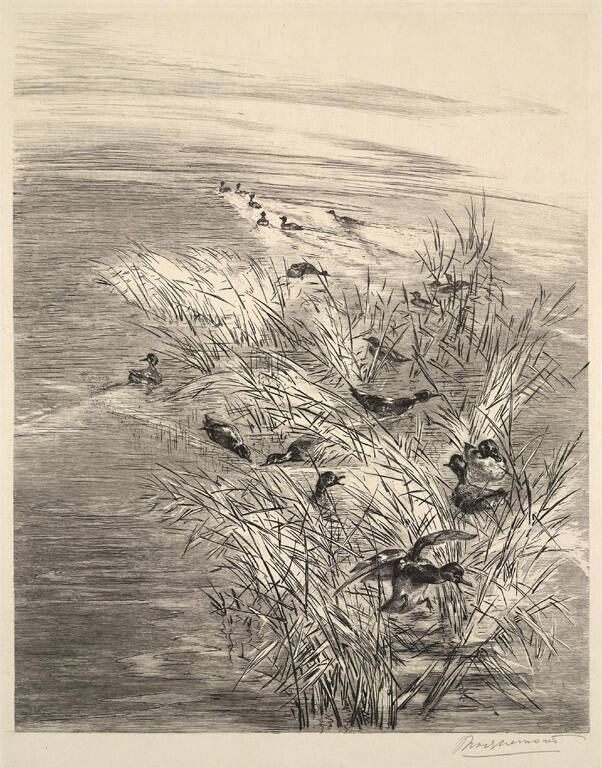 Roseaux et Sarcelles (Reeds and Teal)