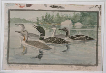 Five Loons. Red Throated, Black Throated and Common