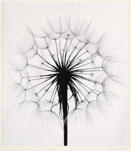 Dandelion