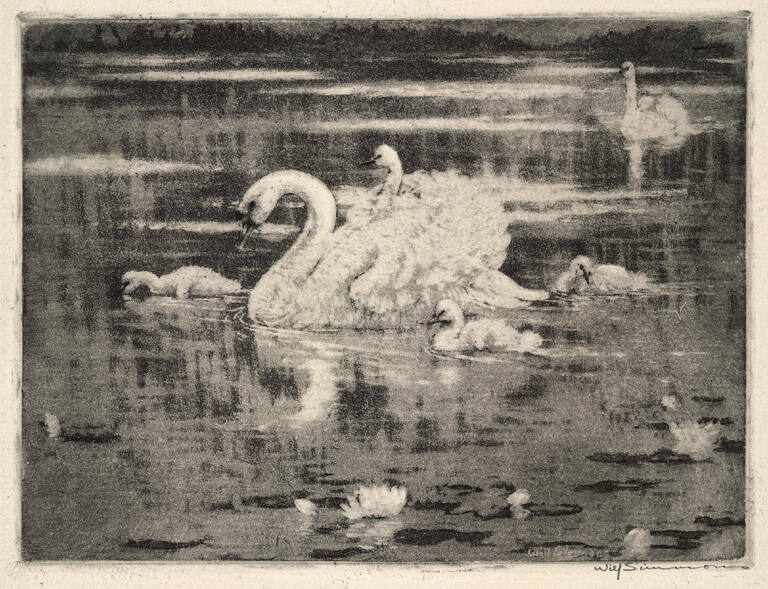 Swans and Cygnets