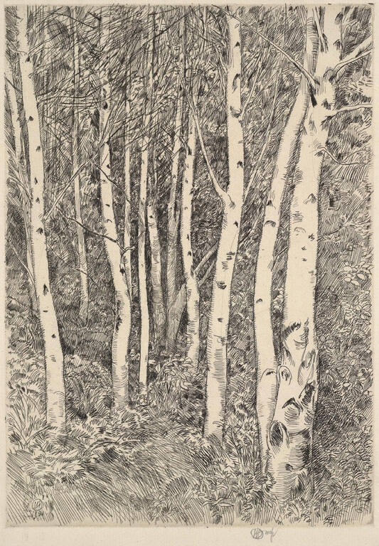 The Birch Grove