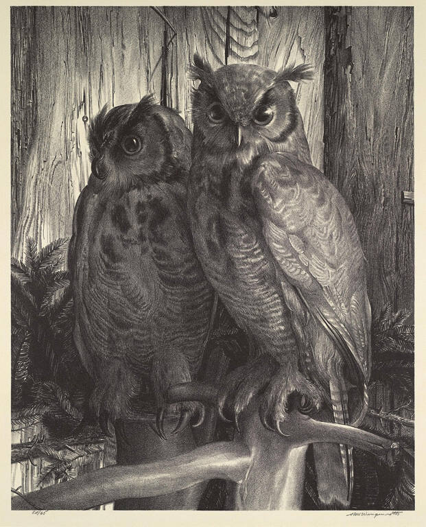 Owls