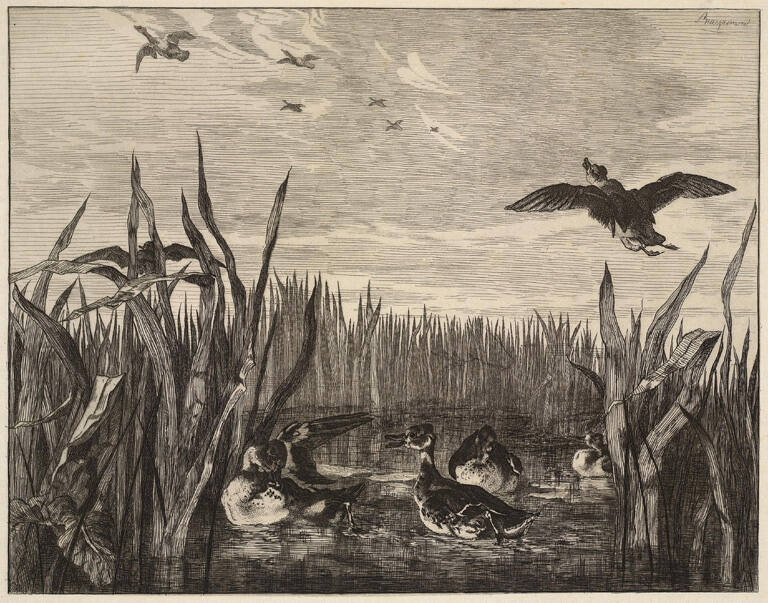 Les Sarcelles (Teals)