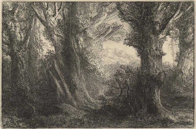 Dans la forêt de Conteville