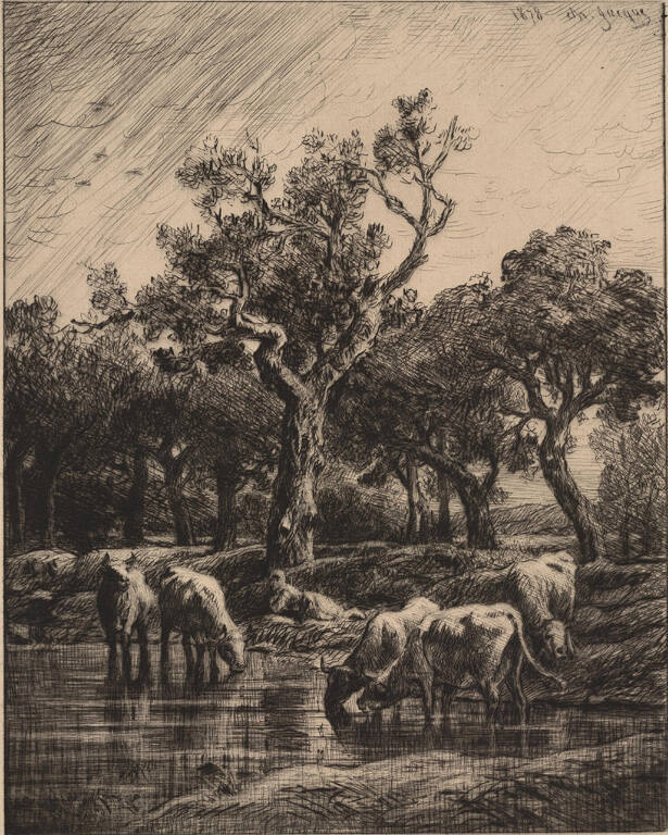 Vaches à l'abreuvoir