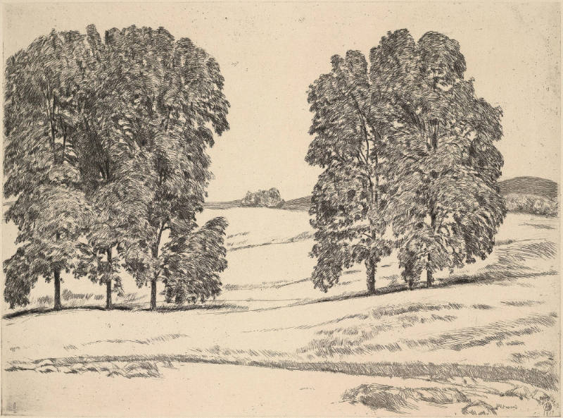 Hickories in a Hayfield