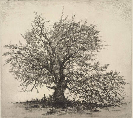 Apple Tree