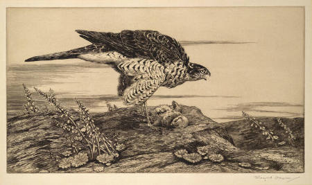 Sparrow Hawk