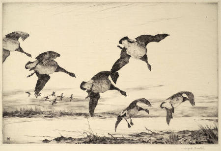 Brent Geese