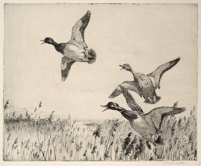 Mallards in the Reeds