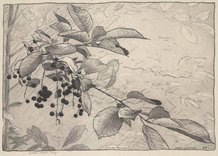 Choke Cherries, Drawn on Stone