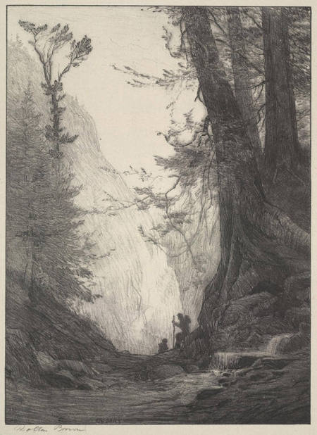 Cedars