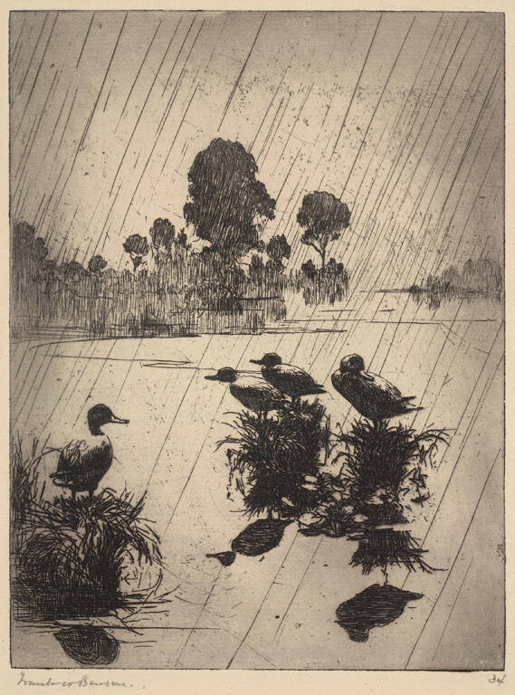 Ducks in the Rain