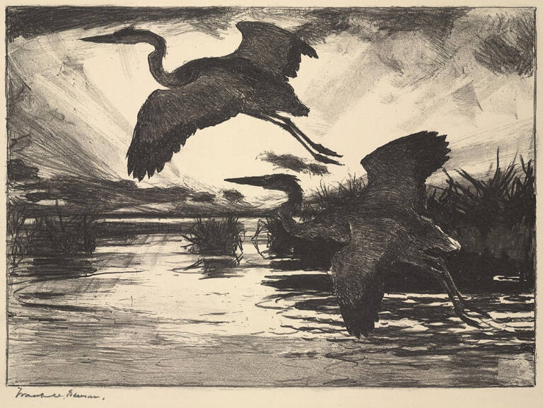 Blue Herons