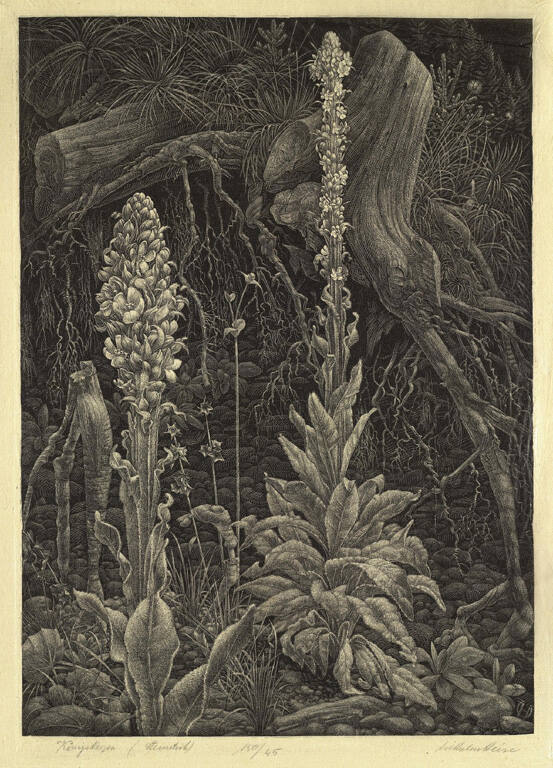 Konigskerzen [King's Candles]