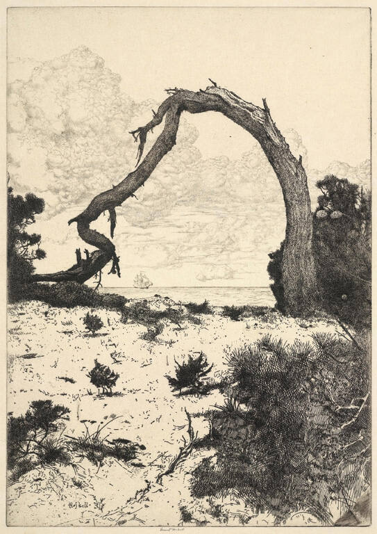 The Pine Arch
