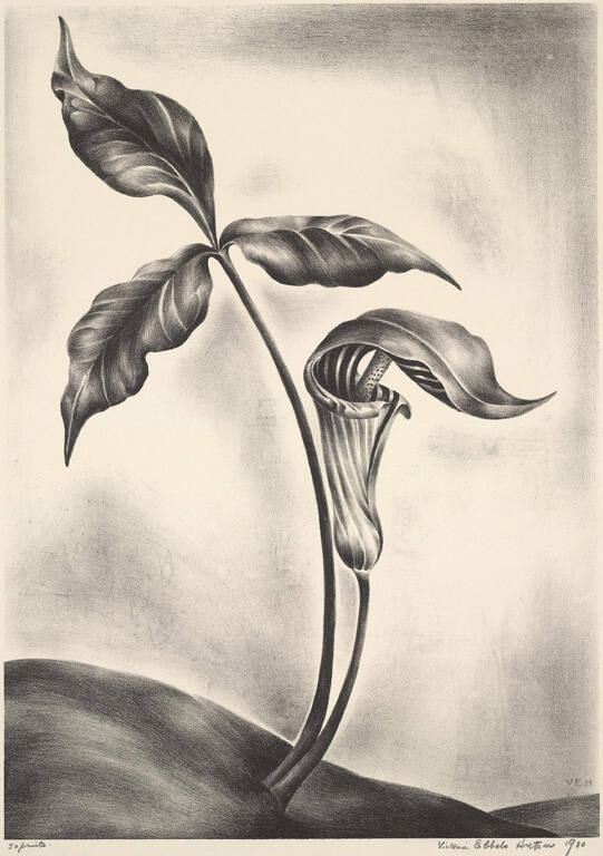Jack in the Pulpit
