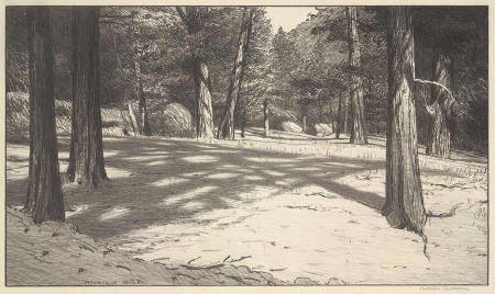 Mountain Woods