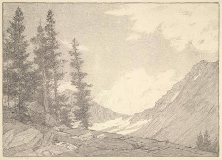 Spruce Trees