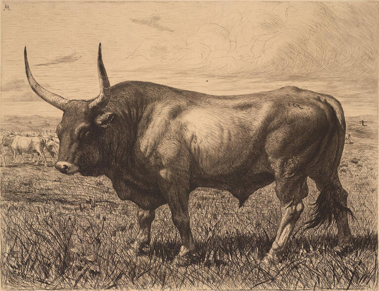 Bull of the Roman Campagna