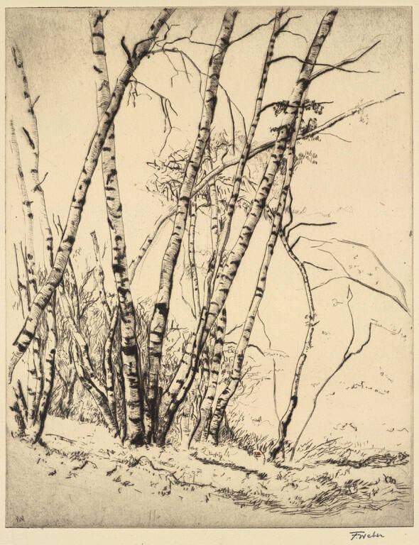 Birch Trees in the Late Fall