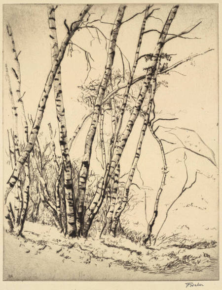 Birch Trees in the Late Fall