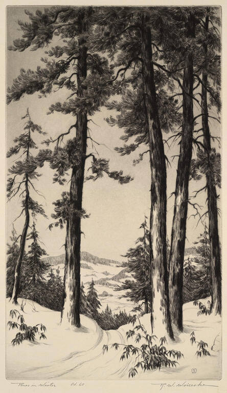 Pines in Winter