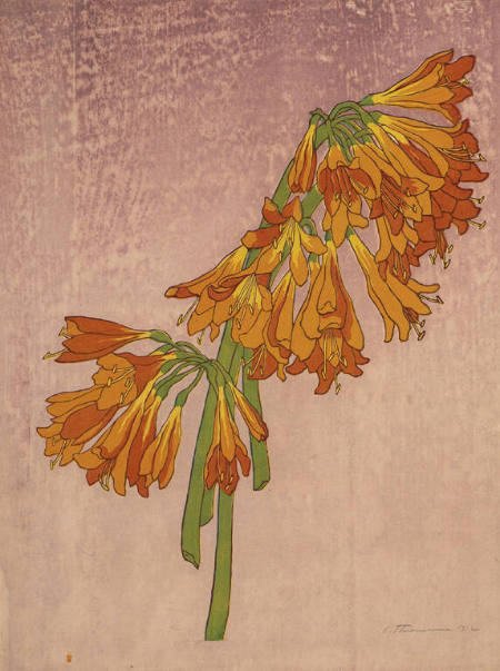 Amaryllis