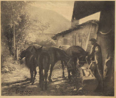 [Mules drinking water from a trough]