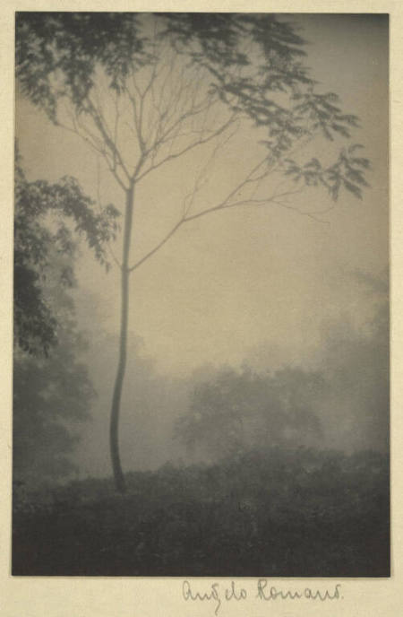 [Bare tree in haze]