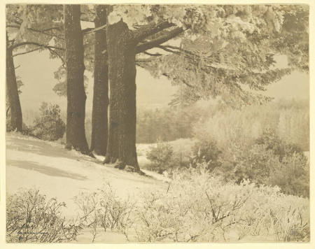 Snow-laden pines, Gardiner, Maine