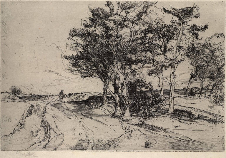 Pine Trees at the Edge of the Moor