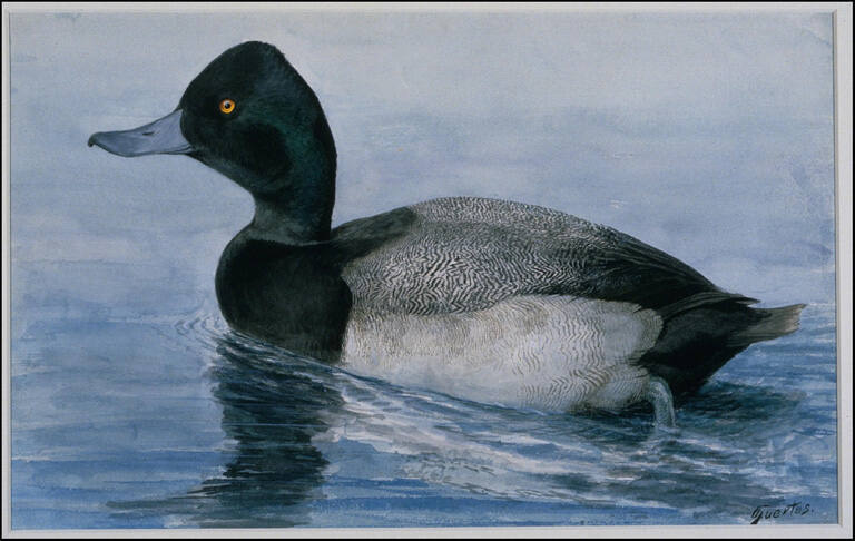 Greater Scaup