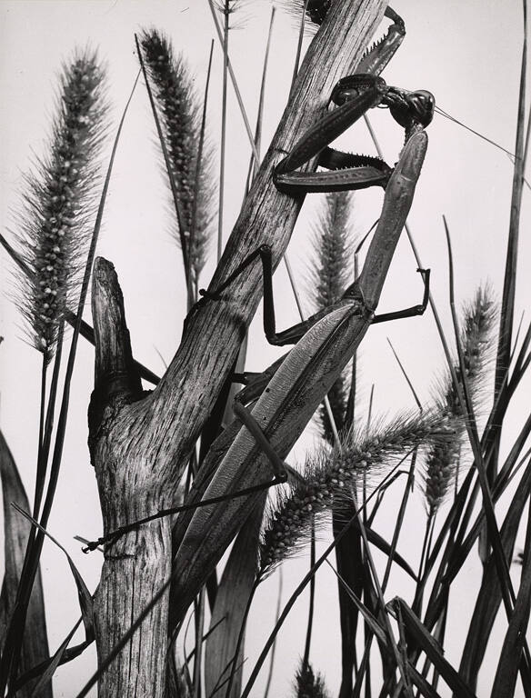 [Praying Mantis]