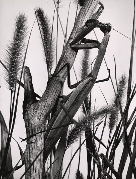 [Praying Mantis]