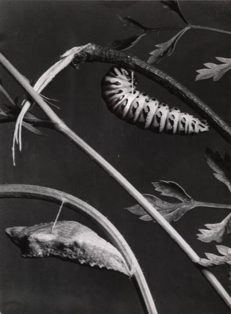 [Black swallowtail]