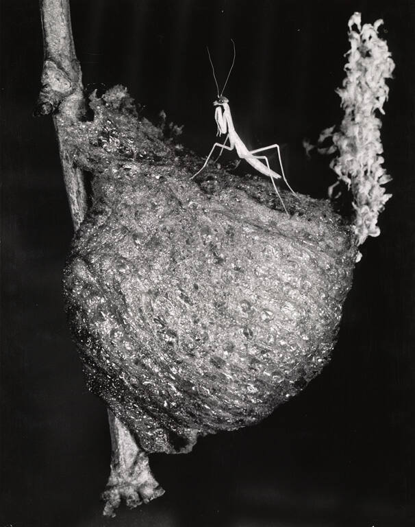 [Praying mantis and nest]