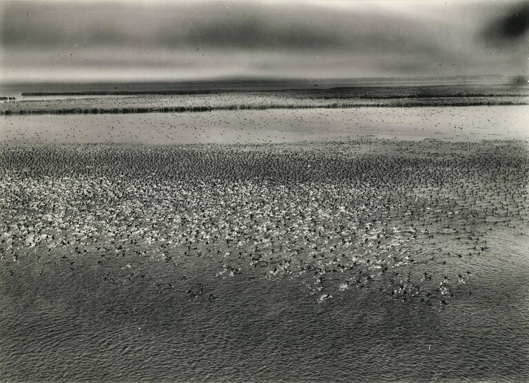 [Great Migration, India]