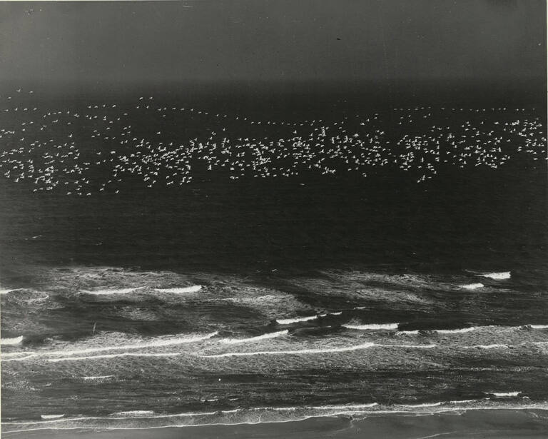 [Birds Flying over Surf]