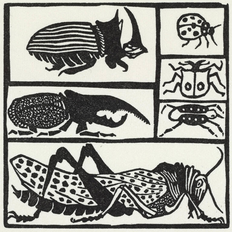 Insects, from A Little Book of Natural History