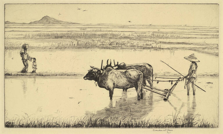 Rice Fields, Burmah