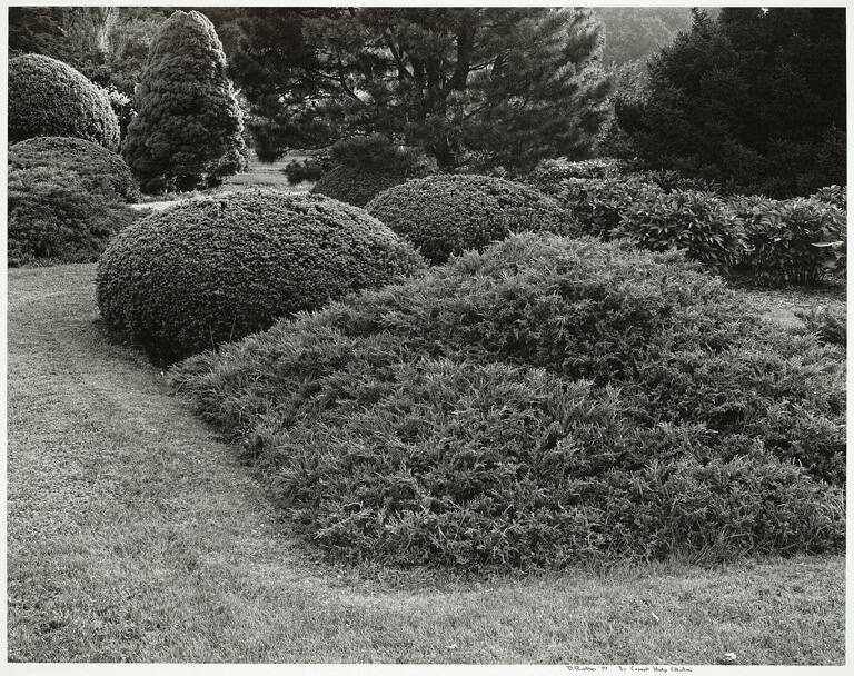 In the Cornell Hedge Collection