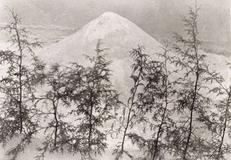 Arena y Pinitos (Sand and Small Pines), from the portfolio Photographs by Manuel Álvarez Bravo