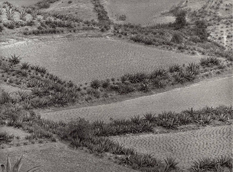 Paisaje de Siembras (Growing Landscape), from the portfolio Photographs by Manuel Álvarez Bravo