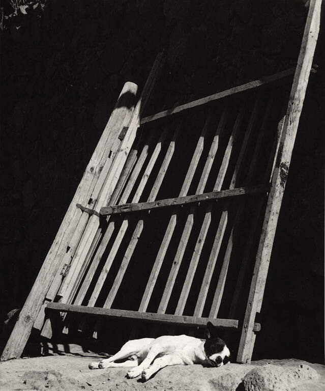 Los Perros durmiendo ladran (Sleeping Dogs Bark), from the portfolio Photographs by Manuel Álvarez Bravo