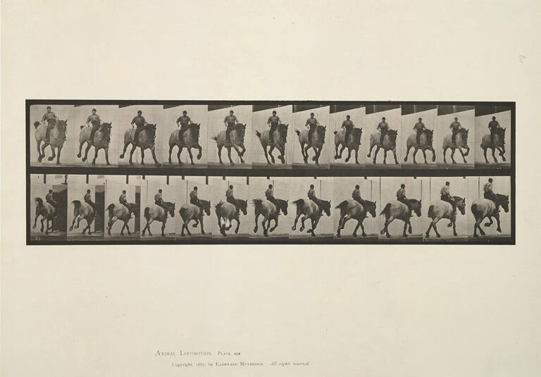 Gallop; bareback, plate 629 from Animal Locomotion