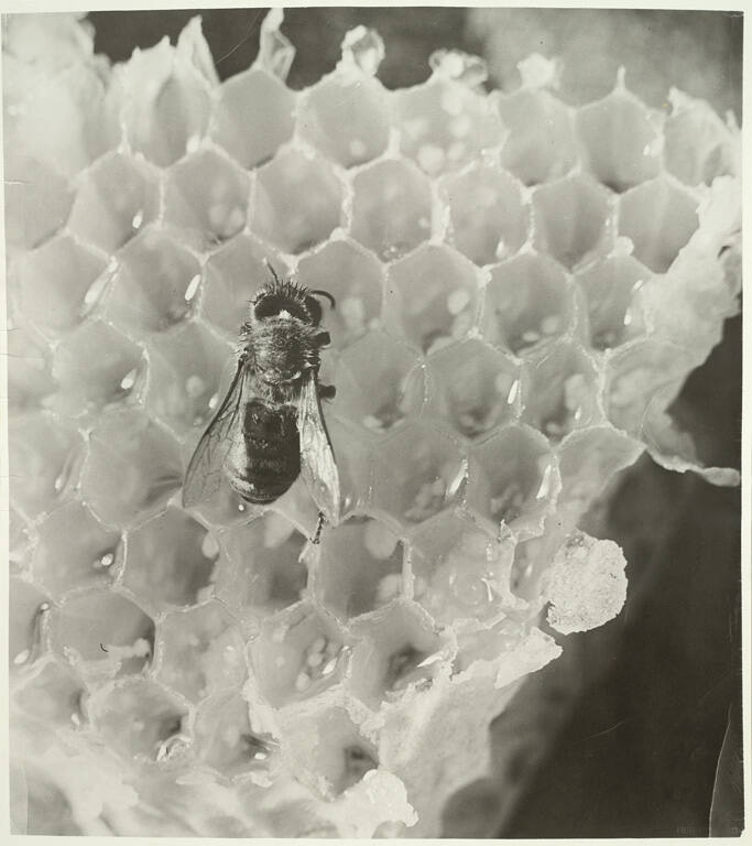Bienenwabe [Honeycomb]
