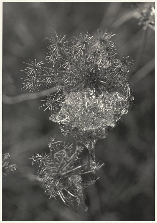 [Melting ice on plant]