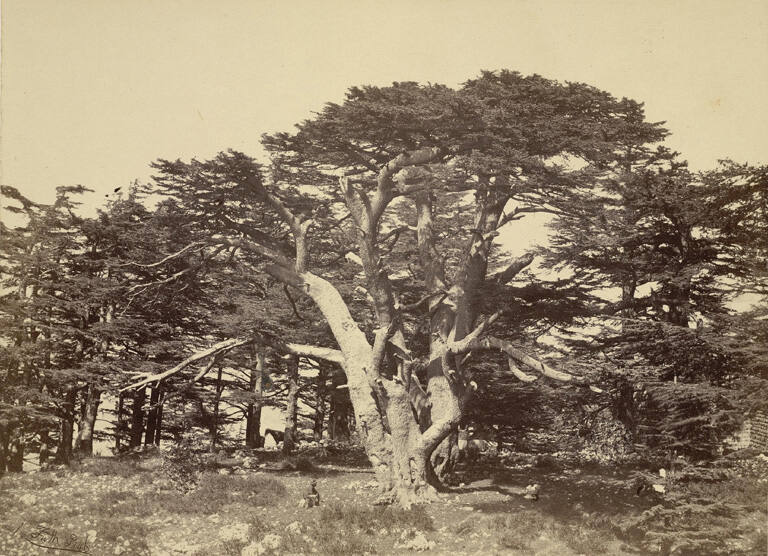The largest of the cedars, Mount Lebanon, from Egypt and Palestine. Photographed and Described